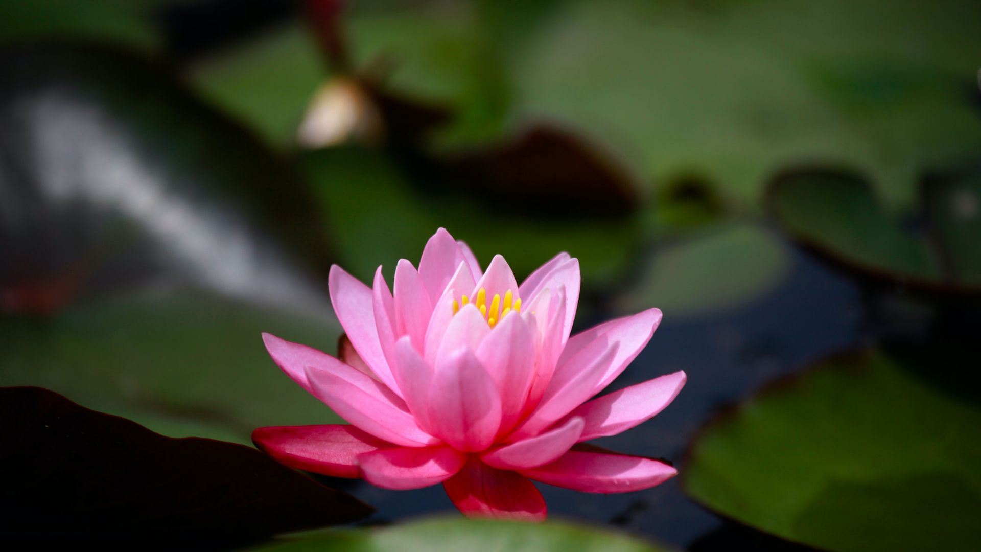 Eine Seerose im Teich mit einer Blütenpracht